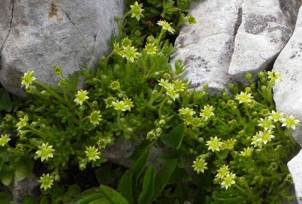 Quale Saxifraga? Saxifraga seguieri e Saxifraga sedoides